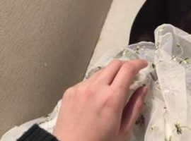 あかりです…☆